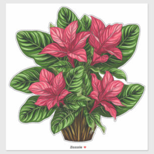 Sticker Plante de poinsettia rose vibrant avec des feuille