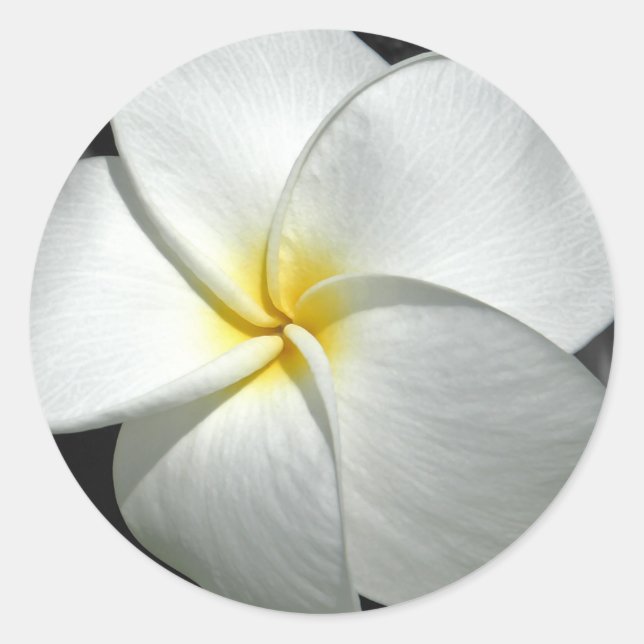 Sticker Plumeria (Devant)