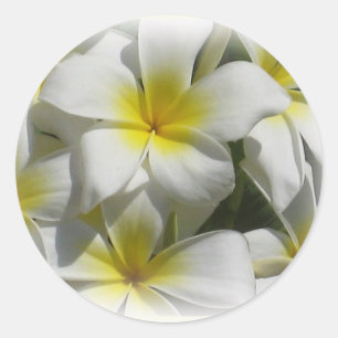 Sticker Plumeria Celedine Tropical Flowers