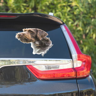 Sticker Pointeur À poils durs allemand