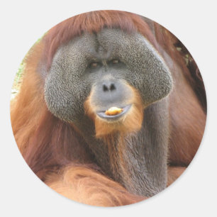 Sticker Pongo Orangutan Ape