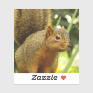 Sticker Portrait d'un écureuil Nature Animal Photographie