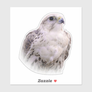 Sticker Portrait d'un Faucon Saker curieux