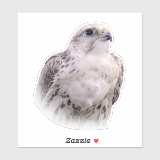 Sticker Portrait d'un Faucon Saker curieux (Feuille)