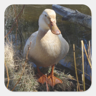 Sticker pour canard de Saxe