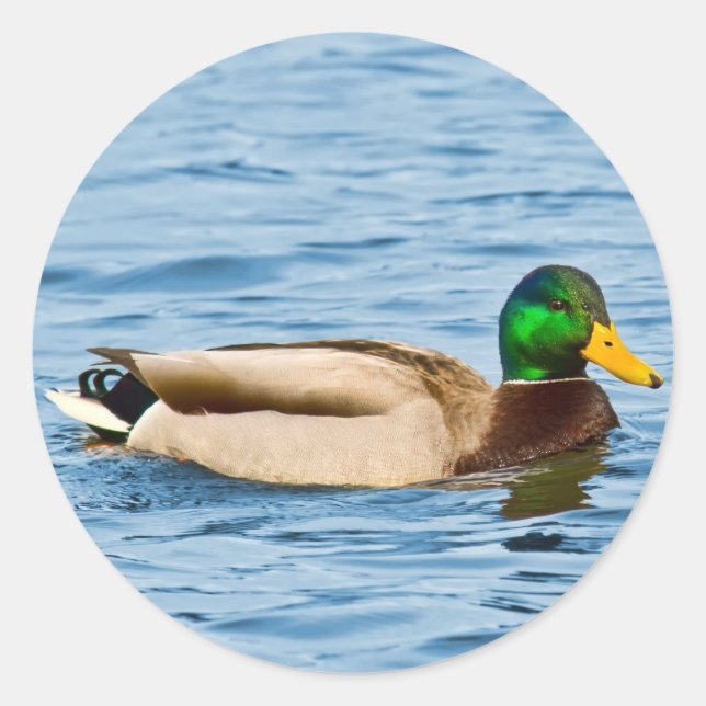Sticker pour canard mâle Mallard (Devant)