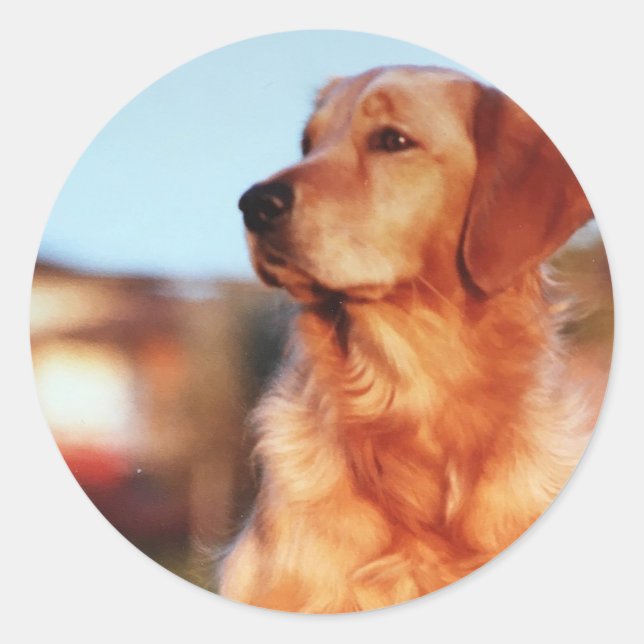 Sticker pour chien champion d'or (Devant)