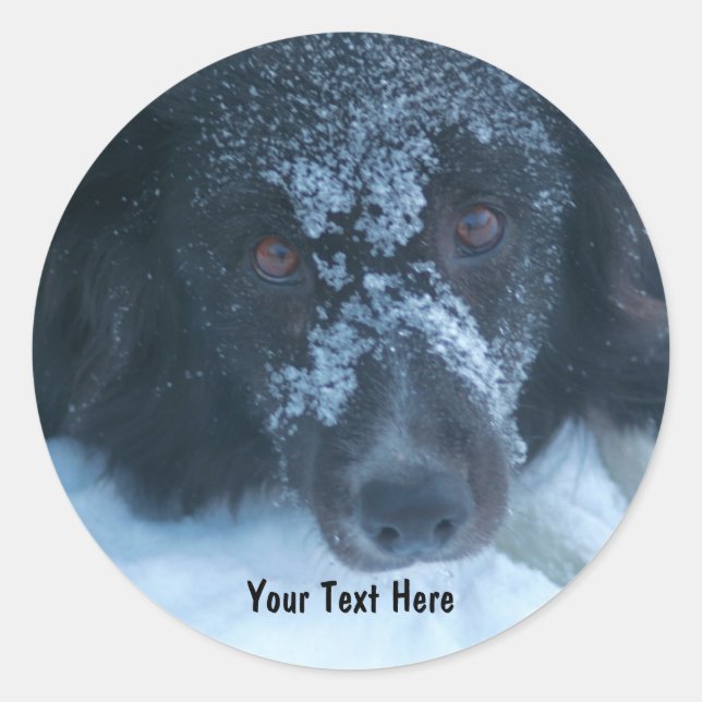 Sticker pour chien Collie Face à la neige (Devant)