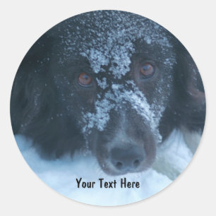 Sticker pour chien de Collie à la frontière neigeu