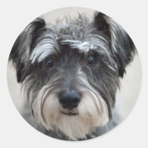 Sticker pour chien Schnauzer