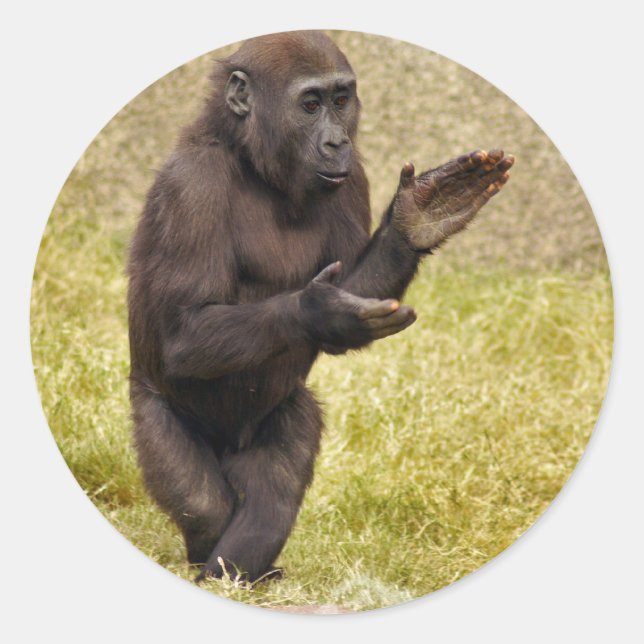 Sticker pour chimpanzé (Devant)