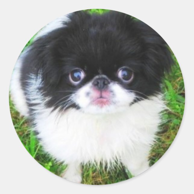 Sticker pour chiot Yoshi (Devant)