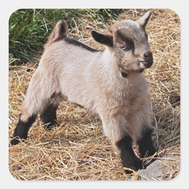 Sticker pour enfant mignon (Devant)