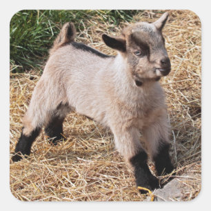 Sticker pour enfant mignon