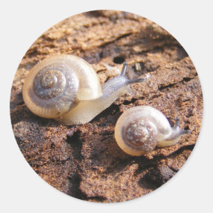 Sticker pour escargots pour bébés