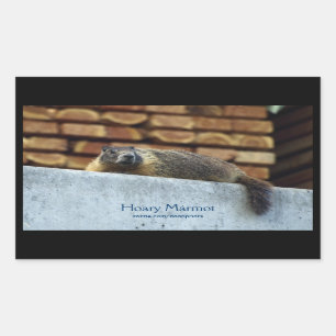 Sticker pour la faune de Hoary Marmot (Whistler)