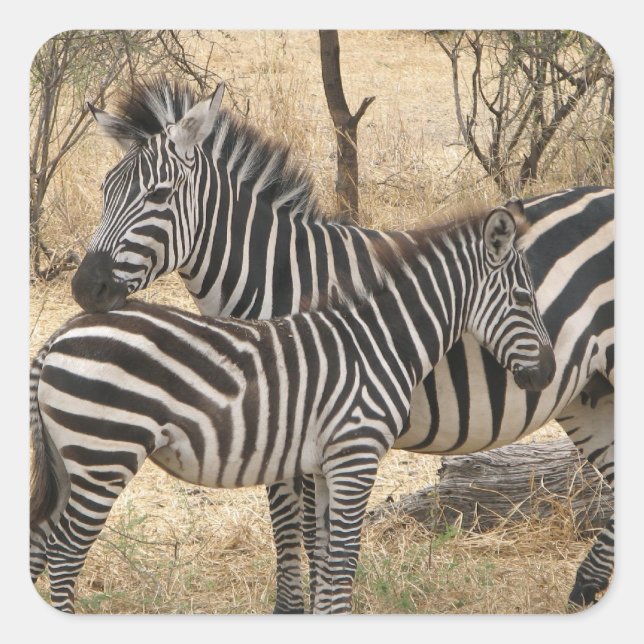 Sticker pour la mère et le bébé Zebra (Devant)