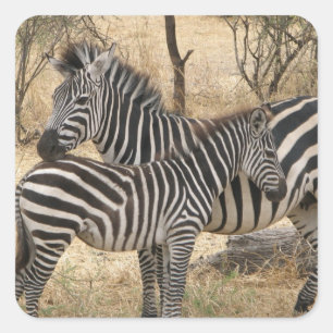 Sticker pour la mère et le bébé Zebra