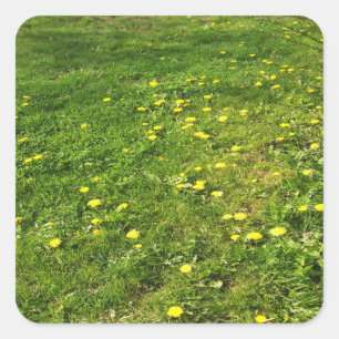 Sticker pour l'herbe et les Dandelions