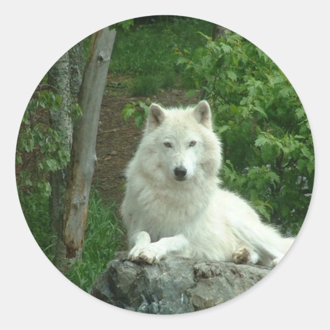 Sticker pour loup arctique (Devant)