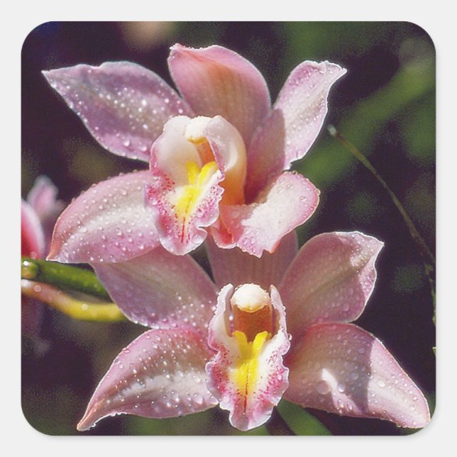 Sticker pour orchidée de Cymbidium (Devant)