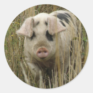 Sticker pour porc mignon