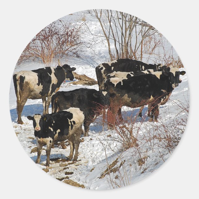 Sticker pour vaches froides (Devant)