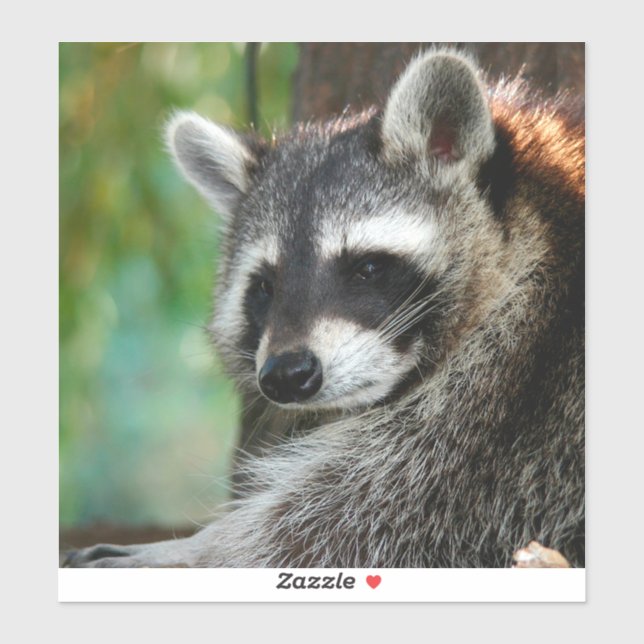 Sticker Raccoon 001 (Feuille)