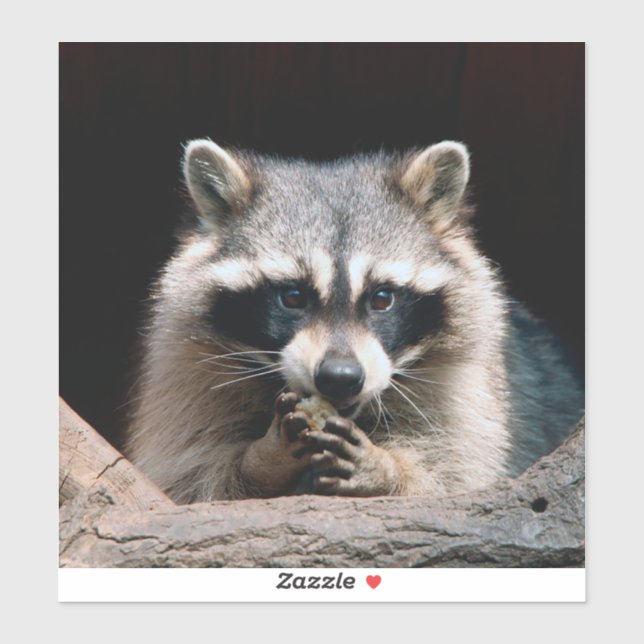 Sticker Raccoon 004 (Feuille)