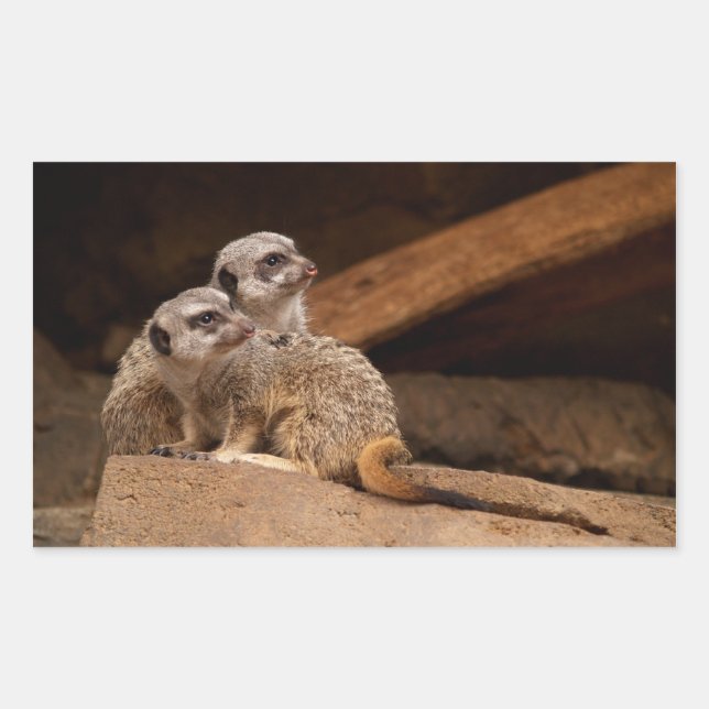Sticker Rectangle Meerkat (Devant)