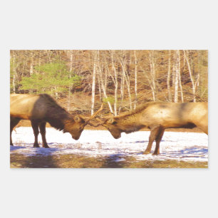 Sticker Rectangulaire 2~ deux Bull Elk dans la neige