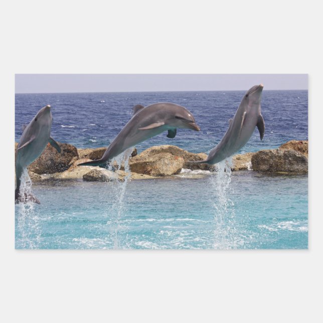 Sticker Rectangulaire 3 dauphins sauteurs (Devant)