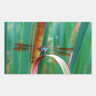 Sticker Rectangulaire A teal Eyed Dragonfly with cattails