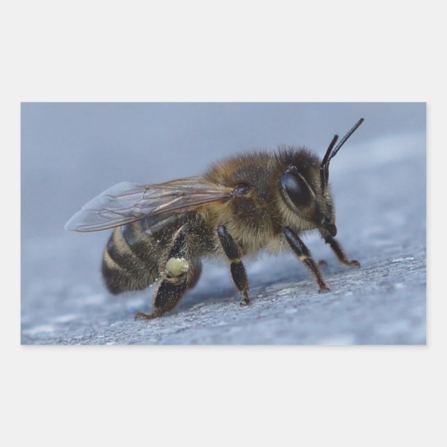 Sticker Rectangulaire Abeille fourragère (Devant)