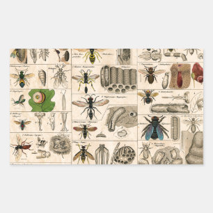 Sticker Rectangulaire Abeille Insecte Bug Wasp Nature Peinture des abeil