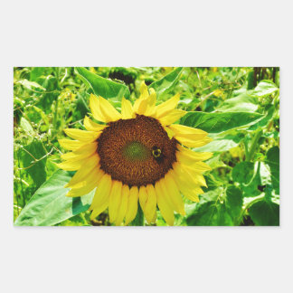 Sticker Rectangulaire Abeille sur tournesol jaune