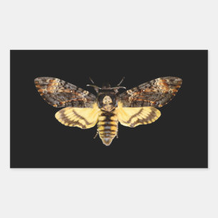 Sticker Rectangulaire african death head moth butterfly insect Acheronti