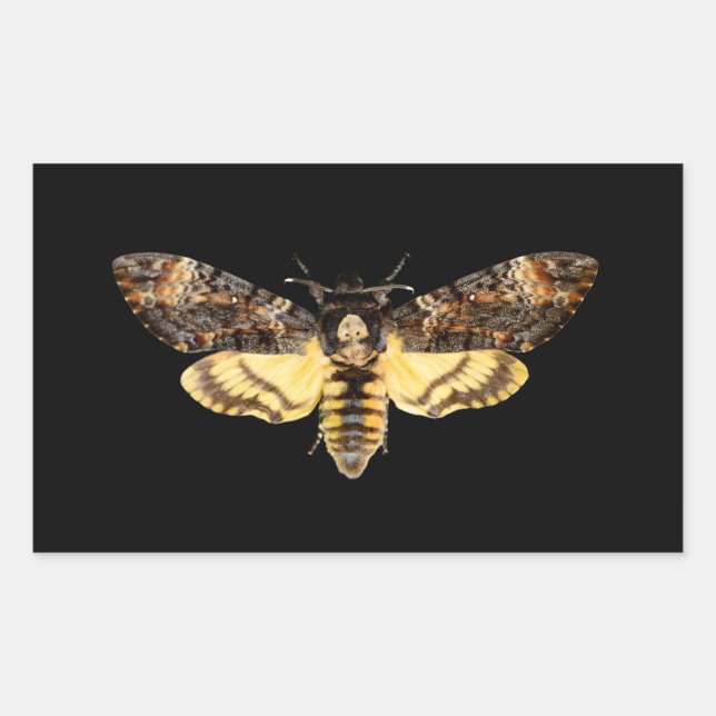 Sticker Rectangulaire african death head moth butterfly insect Acheronti (Devant)