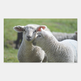 Sticker Rectangulaire agneau