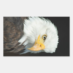 Sticker Rectangulaire Aigle