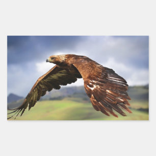 Sticker Rectangulaire Aigle