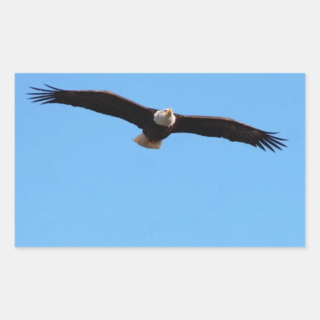 Sticker Rectangulaire Aigle de Bald en vol (Devant)