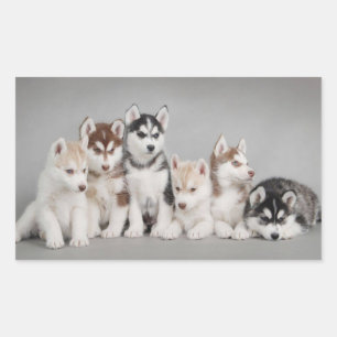 Sticker Rectangulaire Aimer les Huskies sibériens