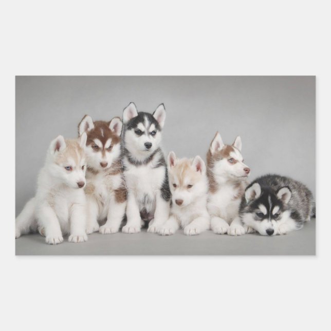 Sticker Rectangulaire Aimer les Huskies sibériens (Devant)