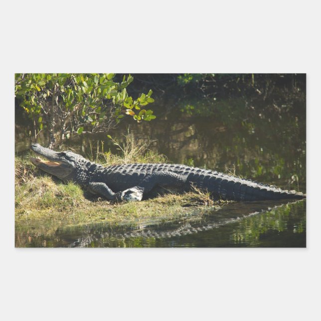 Sticker Rectangulaire Alligator américain se reposant le long d'une zone (Devant)