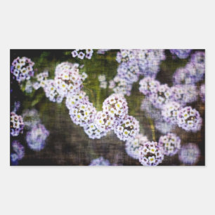 Sticker Rectangulaire Alyssum doux en Grunge