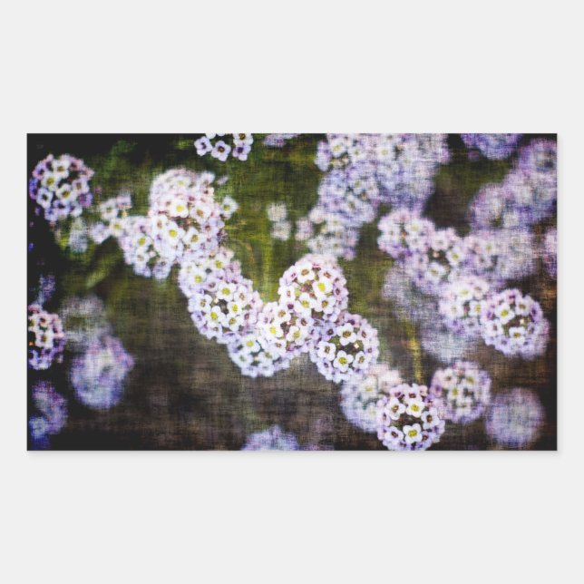 Sticker Rectangulaire Alyssum doux en Grunge (Devant)