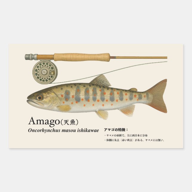 Sticker Rectangulaire Amago (Oncorhynchus masou ishikawae) – Fish Illust (Devant)