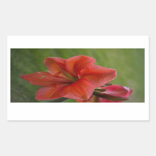 Sticker Rectangulaire Amaryllis