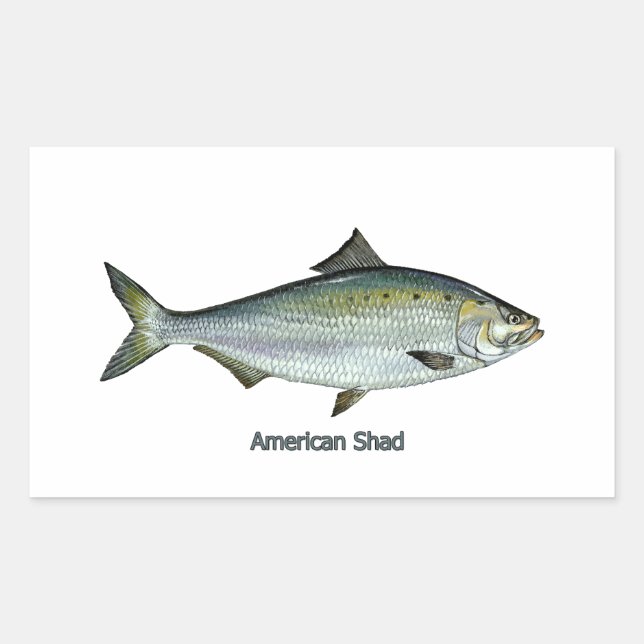Sticker Rectangulaire American Shad (Devant)